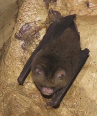 Hipposideros caffer