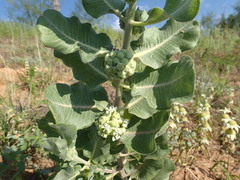 Asclepias arenaria
