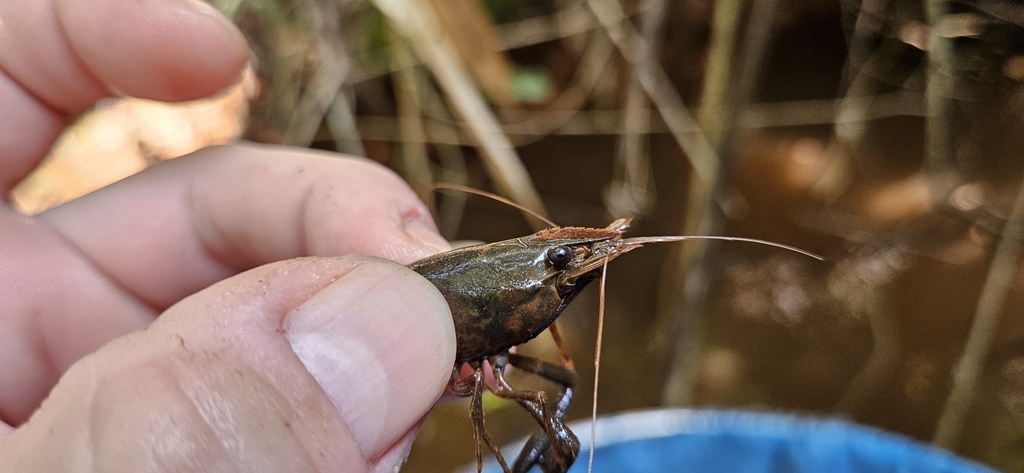 Macrobrachium iheringi