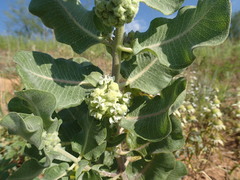 Asclepias arenaria