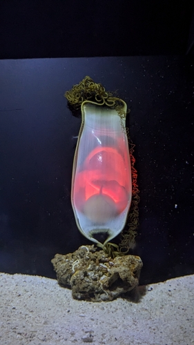 ナヌカザメ