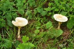 Amanita basii