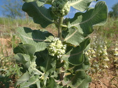 Asclepias arenaria