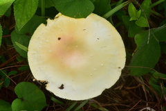Amanita basii