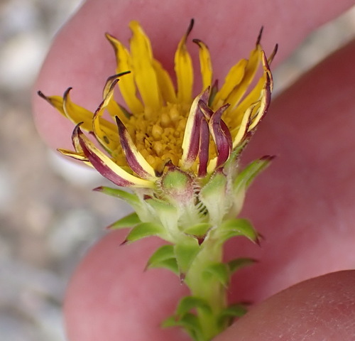 Image of Oedera imbricata by (c) Nicola van Berkel, some rights reserved (CC BY-SA)