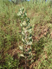 Asclepias arenaria