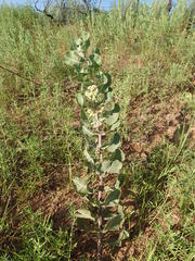 Asclepias arenaria
