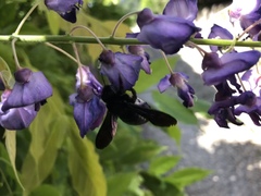 Xylocopa