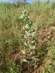 Asclepias arenaria