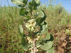 Asclepias arenaria