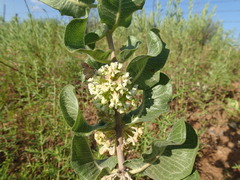 Asclepias arenaria