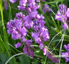 Polygala alpestris
