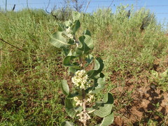 Asclepias arenaria