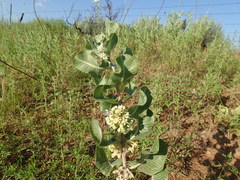 Asclepias arenaria