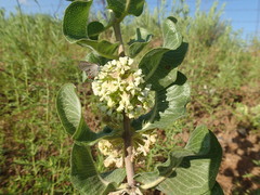 Asclepias arenaria