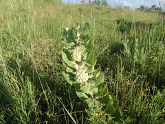 Asclepias arenaria