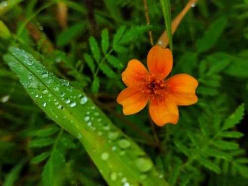 Image of Tagetes lunulata by (c) Yael Ruiz, some rights reserved (CC BY-SA)