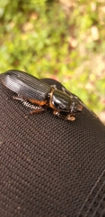 Odontotaenius