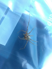 Philodromus