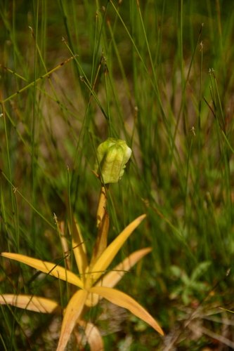 Image of Fritillaria camschatcensis by no rights reserved