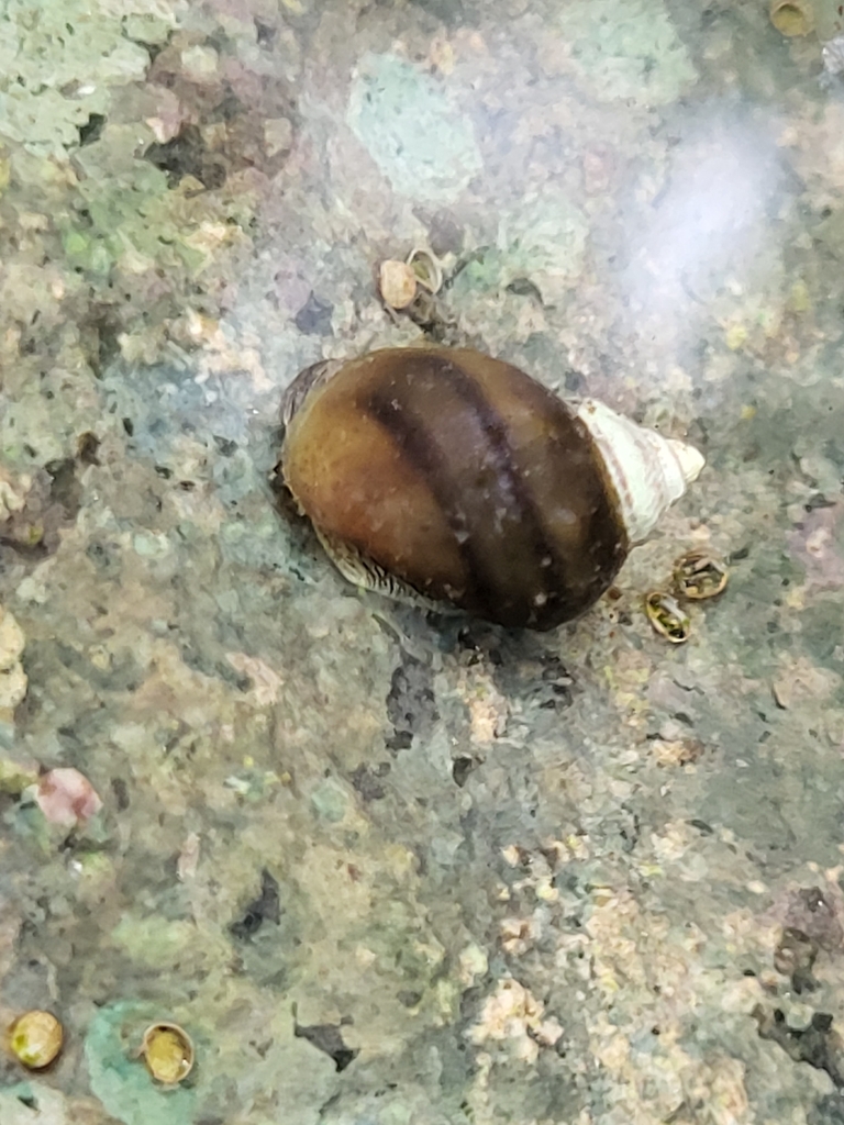 Holandriana holandrii