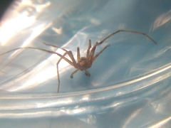 Philodromus