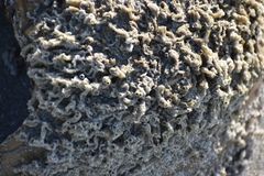 Phragmatopoma caudata