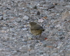 Geothlypis trichas sinuosa