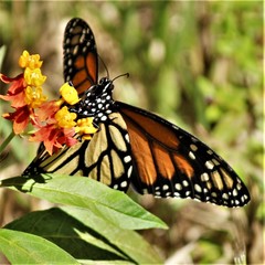 Danaus plexippus portoricensis