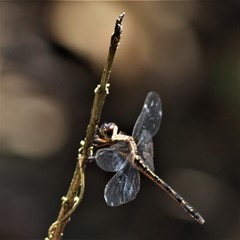Macrothemis