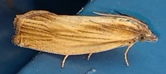 Eucosma umbrastriana