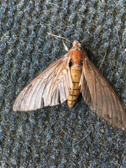 Insecta