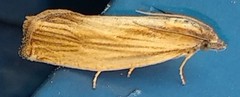 Eucosma umbrastriana