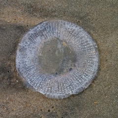 Rhacostoma atlanticum image