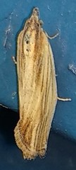 Eucosma umbrastriana