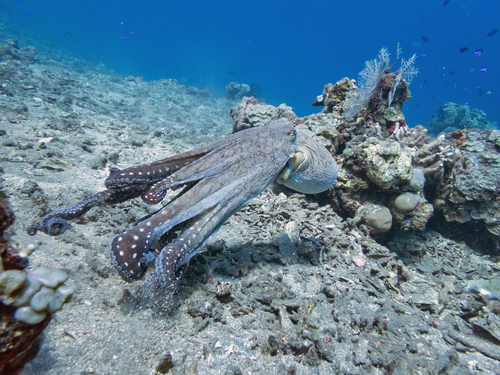 Day Octopus — seen at this dive site
