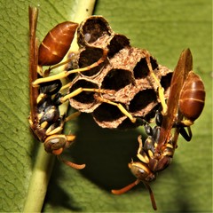 Mischocyttarus phthisicus