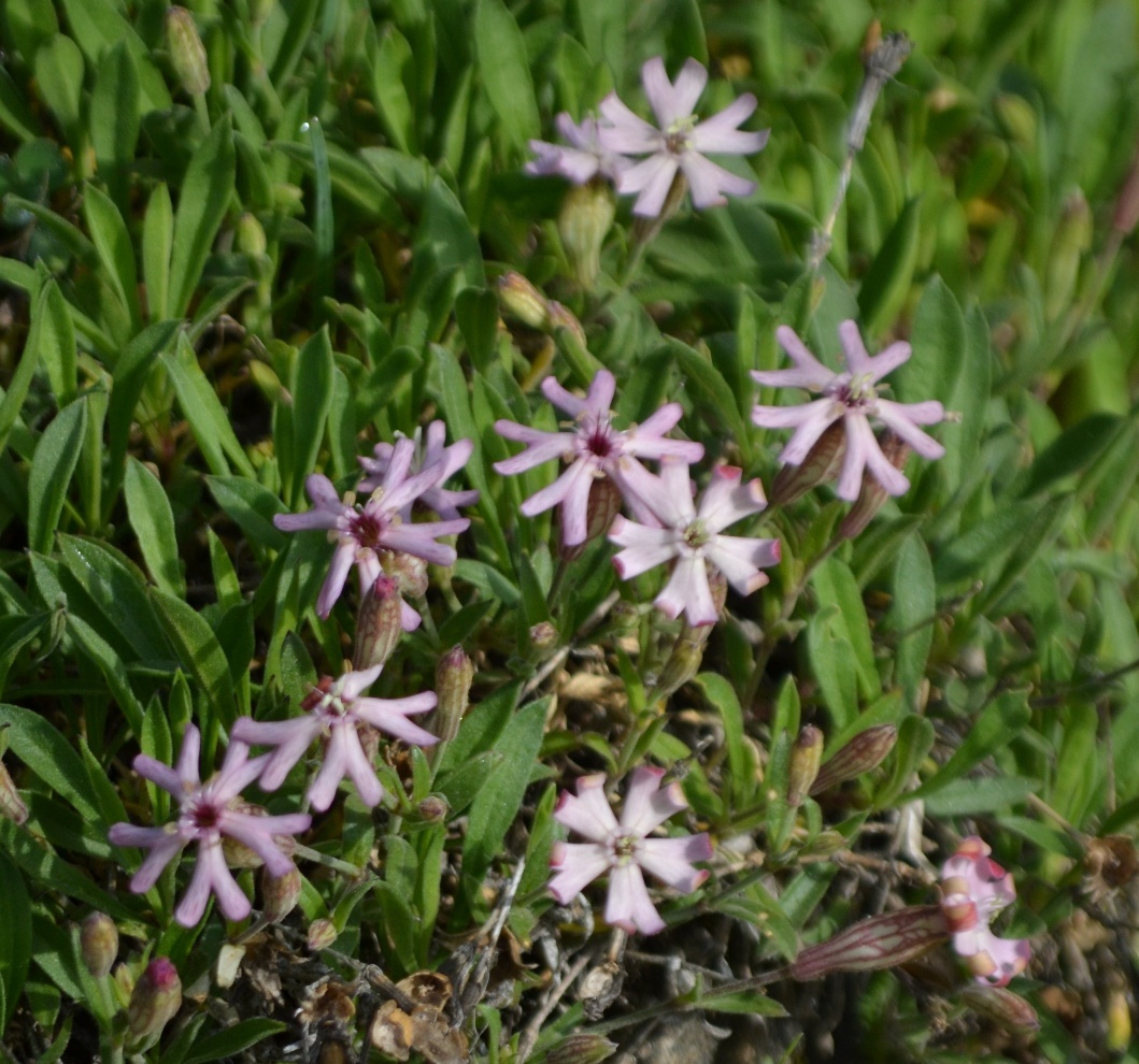 Silene vallesia - Growing Guide & Care Tips | BioGardens.org