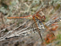 Sympetrum madidum