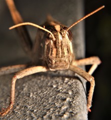 Schistocerca serialis