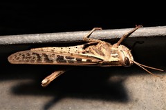 Schistocerca serialis