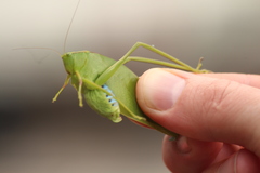 Microcentrum incarnatum