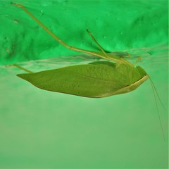 Microcentrum incarnatum