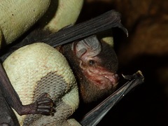 Miniopterus inflatus