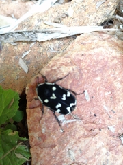 Amithao marginicollis