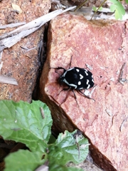 Amithao marginicollis