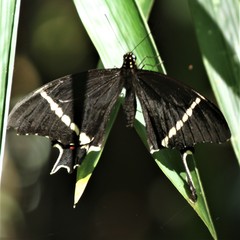 Heraclides pelaus