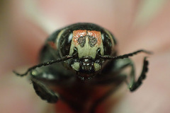 Buprestis lyrata