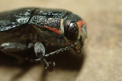 Buprestis lyrata