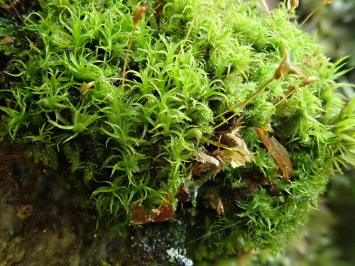 Cynodontium strumiferum observed 2024-08-09